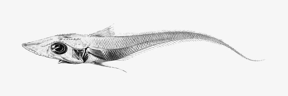 Fish image, vintage illustration, black and white design