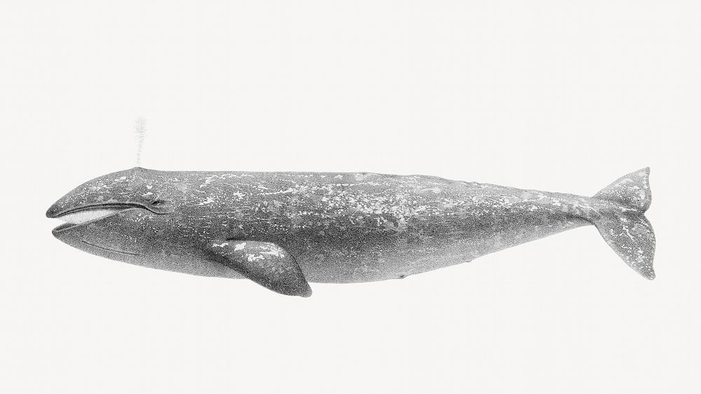 Whale vintage illustration