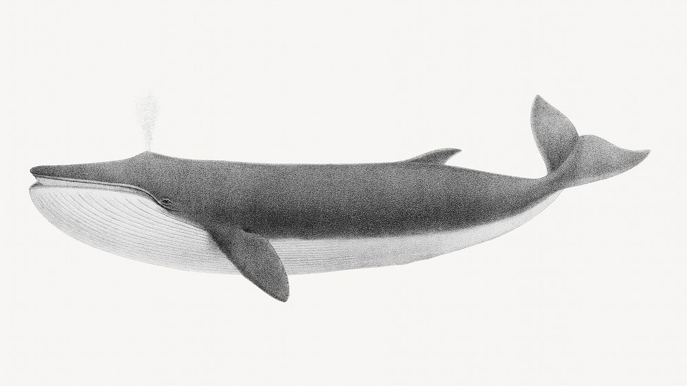 Whale vintage illustration