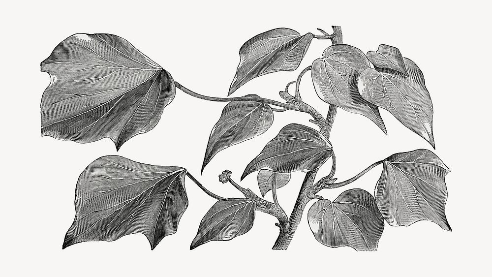 Ivy leaves vintage illustration, black and white design