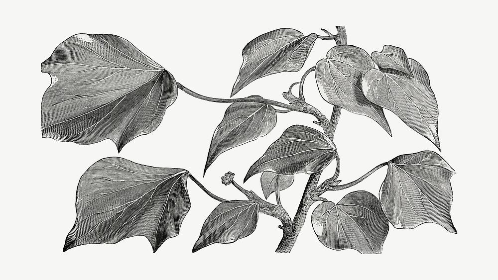 Ivy leaves vintage illustration, black and white collage element psd