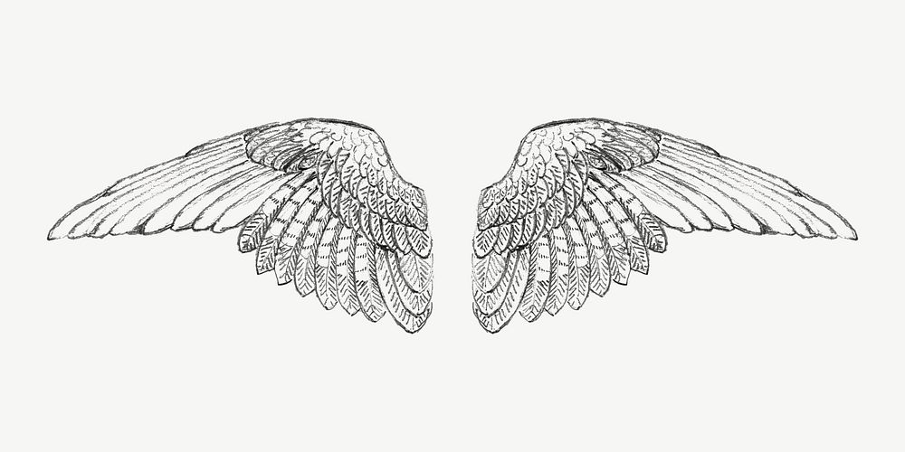 Study of a Wing illustration  by Francis Augustus Lathrop. Remixed by rawpixel.