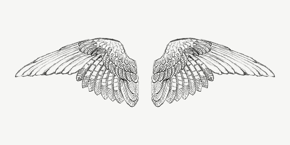 Study of a Wing illustration  by Francis Augustus Lathrop psd. Remixed by rawpixel.