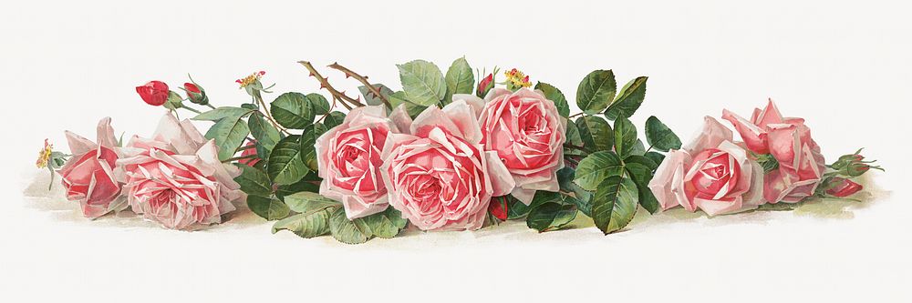 La France roses, vintage flower illustration by Paul de Longpre. Remixed by rawpixel.