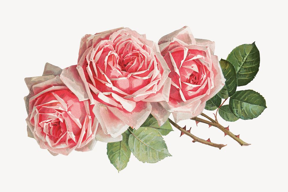 French rose, vintage flower illustration by Paul de Longpre. Remixed by rawpixel.