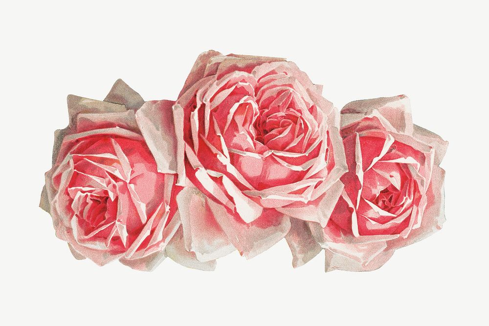 French rose, vintage flower illustration by Paul de Longpre psd. Remixed by rawpixel.