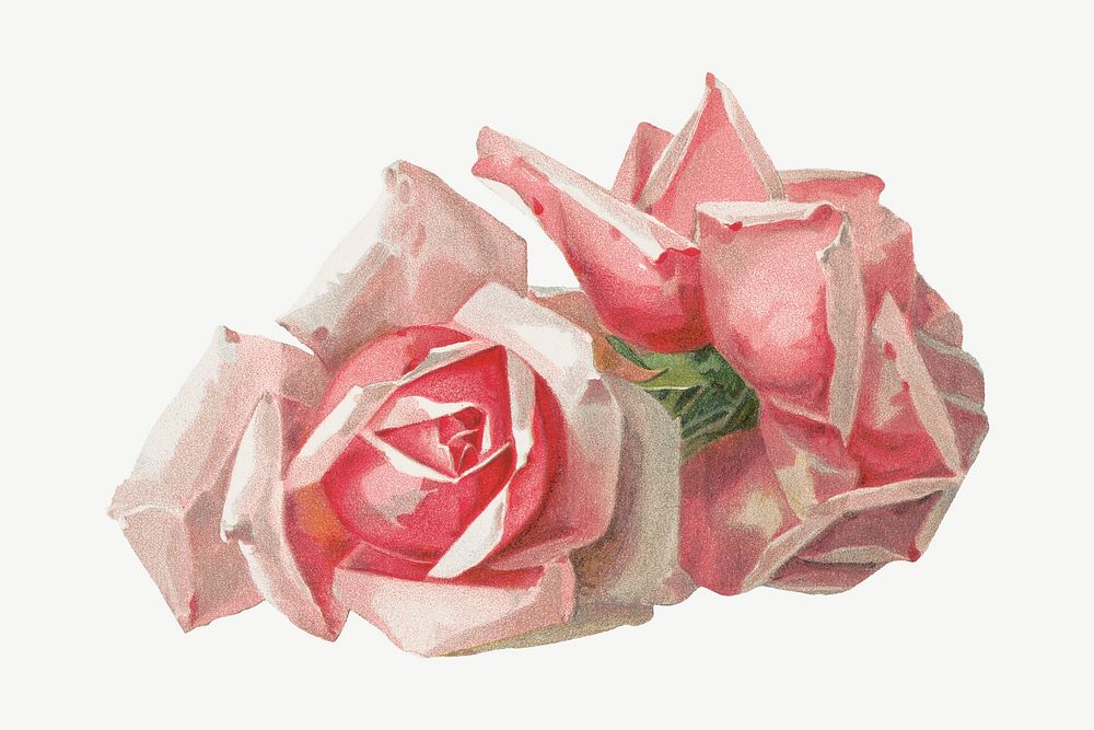 French rose, vintage flower illustration by Paul de Longpre psd. Remixed by rawpixel.
