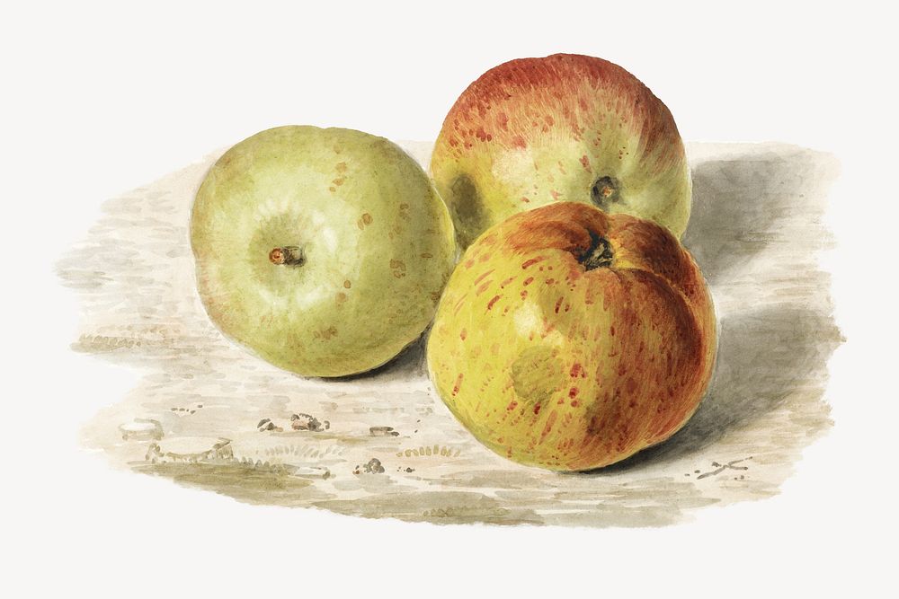 The Summer Lodden, fruit still life illustration by James Sillett. Remixed by rawpixel.