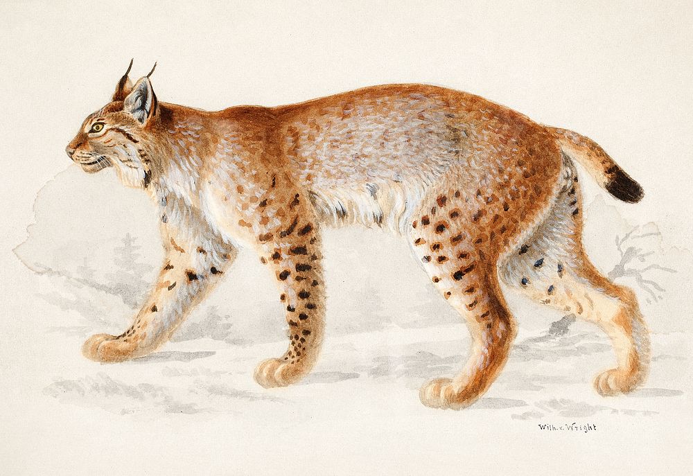Lynx, 1830 - 1870. Digitally enhanced by rawpixel.