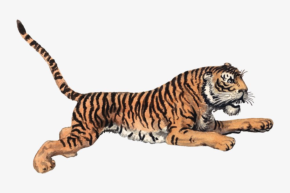 Tiger leaping watercolor illustration element. Remixed from Samuel Howitt artwork, by rawpixel.