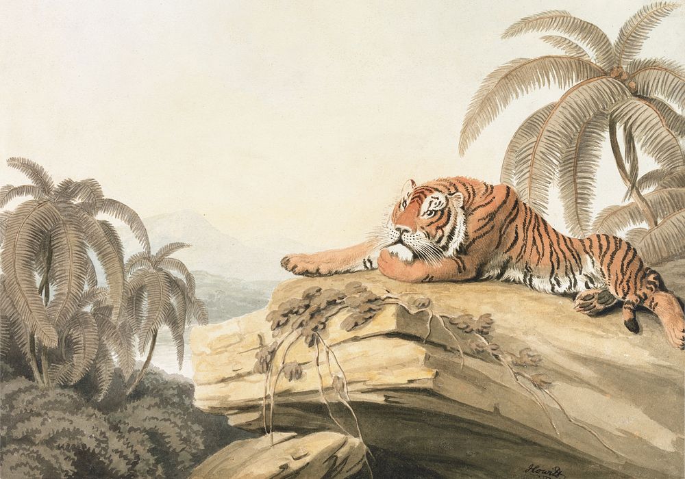 A Tiger Resting: the frontispiece for "Oriental Field Sports" by Samuel Howitt. Digitally enhanced by rawpixel.