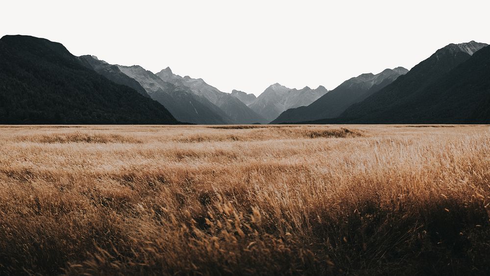 Grassland in Milford Sound, New Zealand image element 