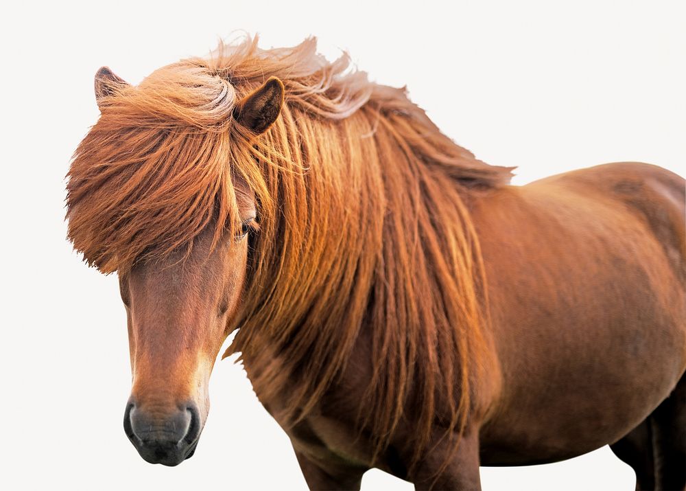 Icelandic horse isolated image