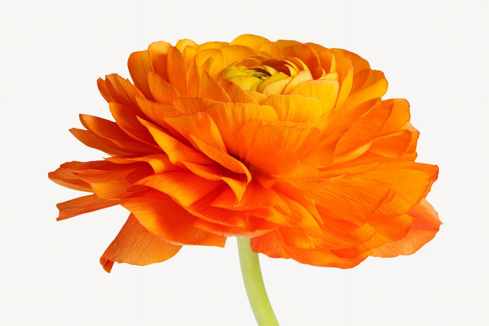 Blooming orange ranunculus flower isolated image
