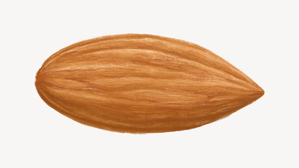 Almond seed, food ingredient illustration
