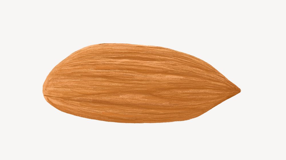 Almond seed, food ingredient illustration