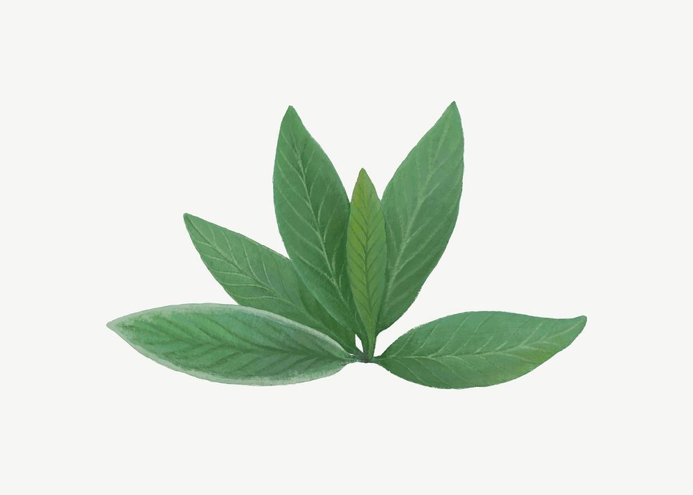 Sage herb leaf, healthy food collage element psd
