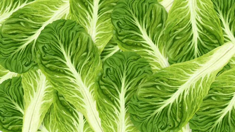 Bok choy vegetable desktop wallpaper, green background