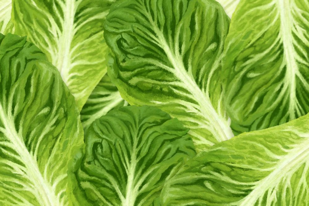 Bok choy vegetable background, green design