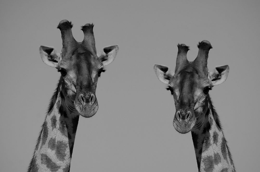 Black & white giraffe heads