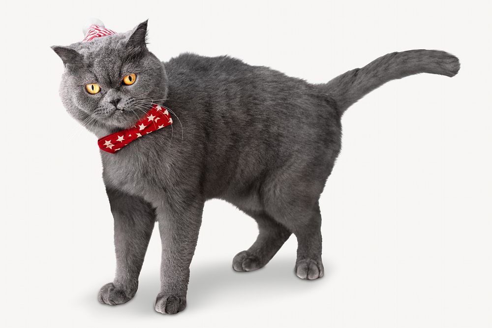 Cat wearing a red bow celebrating Christmas isolated image