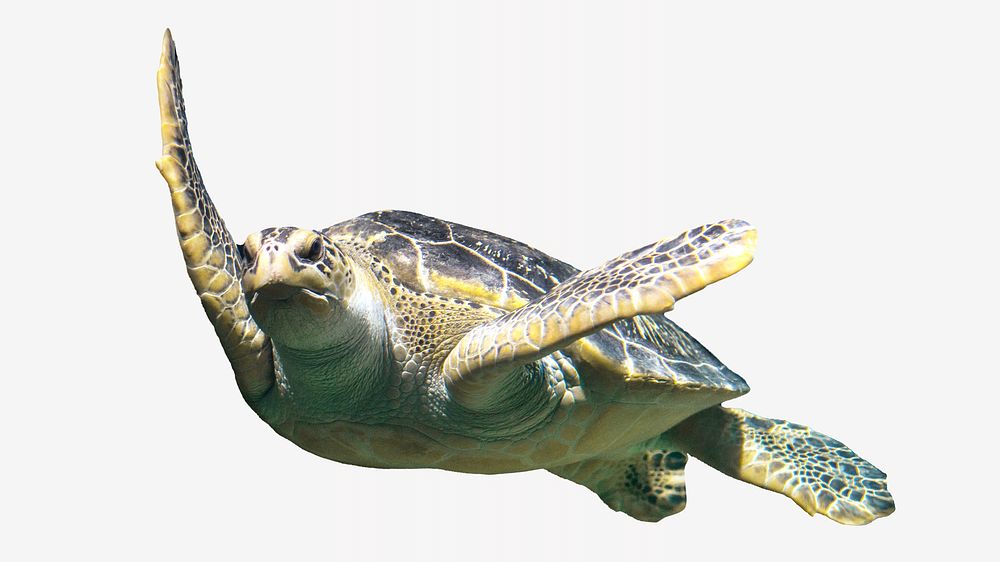 Sea turtle  animal isolated image