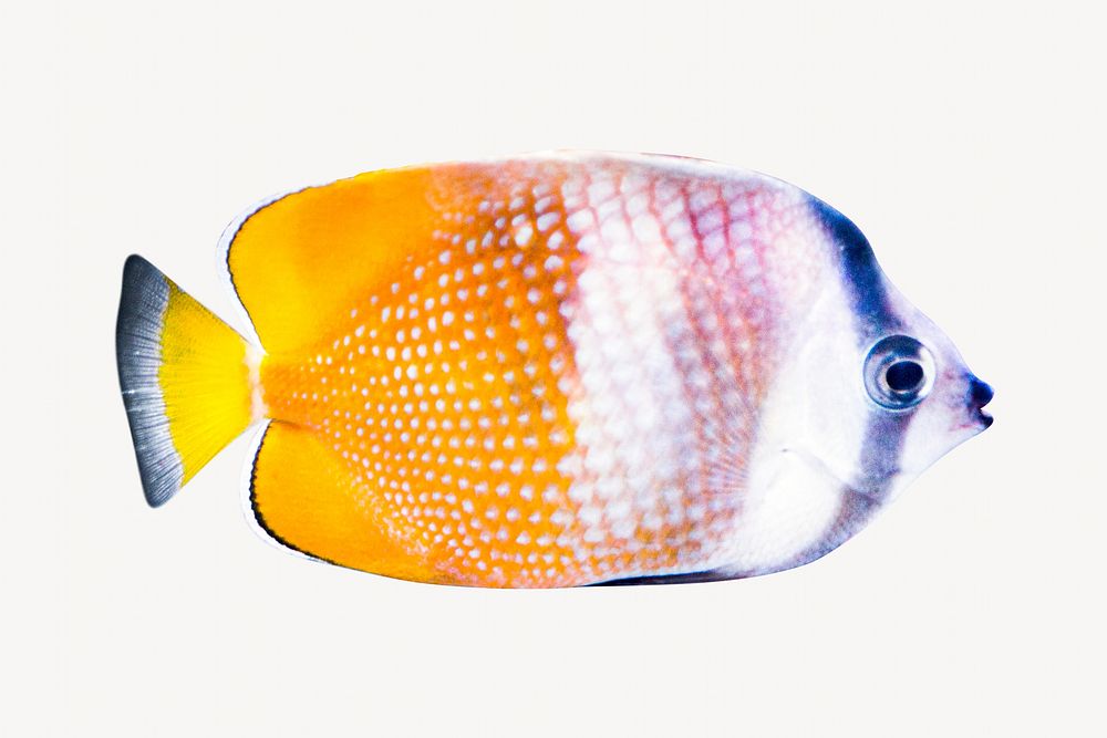 Exotic fish  animal isolated image