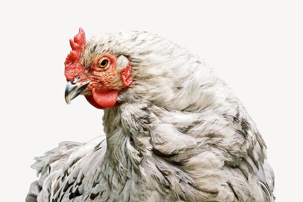 Chicken isolated image