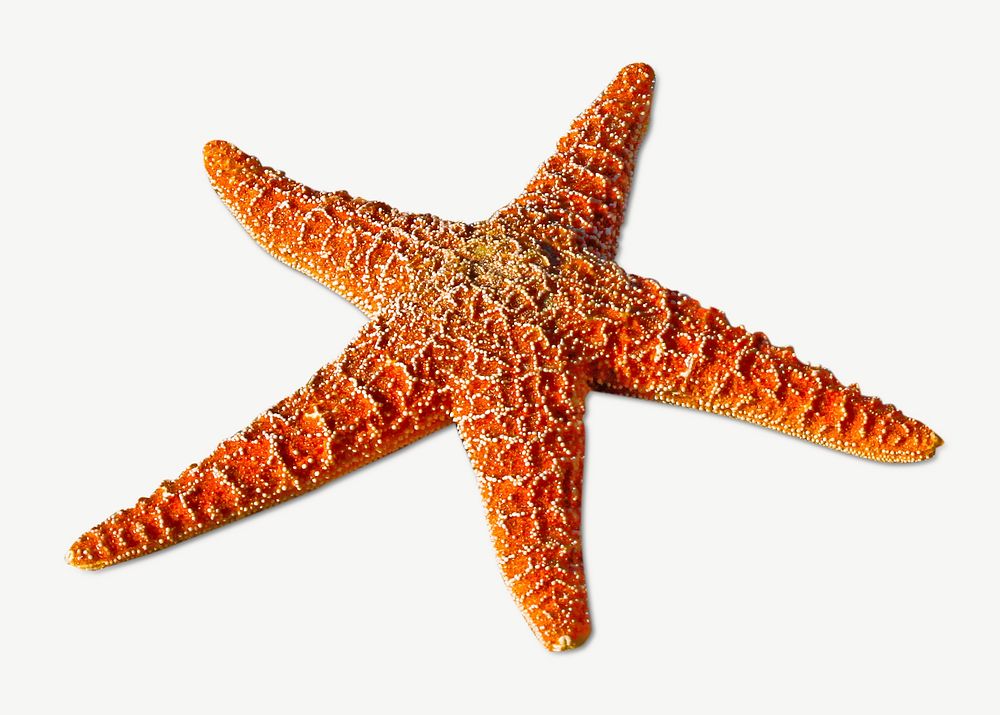Starfish collage element psd