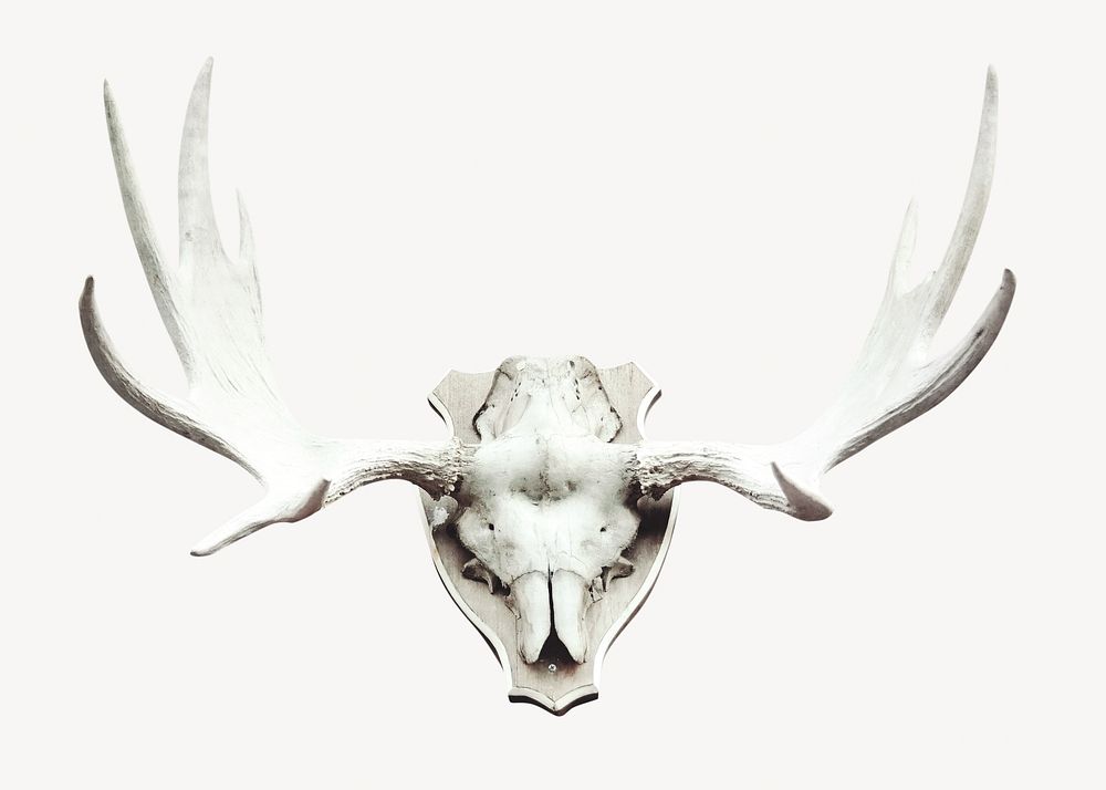 Deer skull mounted, isolated design