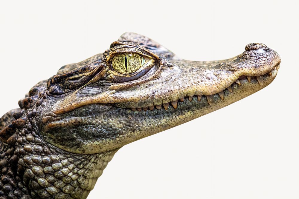Alligator isolated image