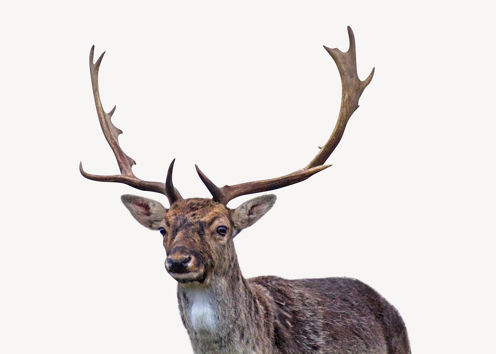 Elk bull isolated image