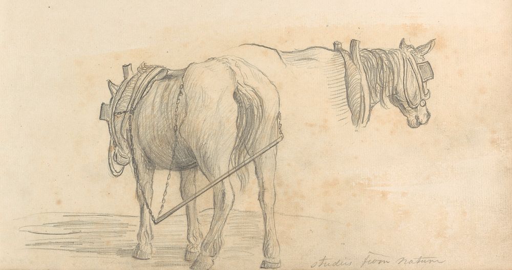 Studies from Nature (two horses)