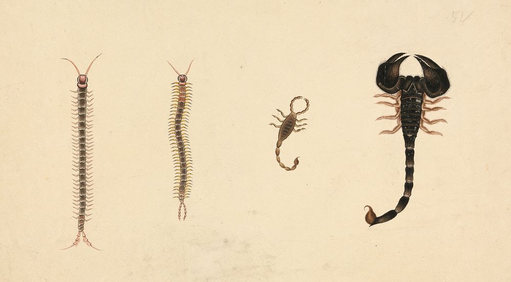Two Scorpions and Two Centipedes by unknown artist