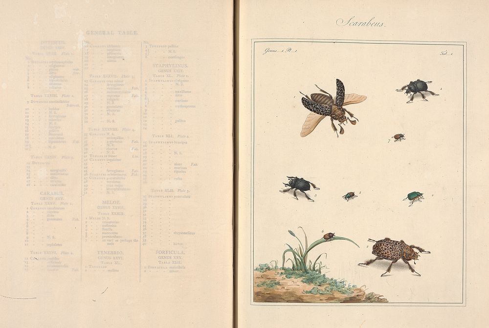 The English entomologist : exhibiting all the coleopterous insects found in England : exhibiting all the coleopterous…