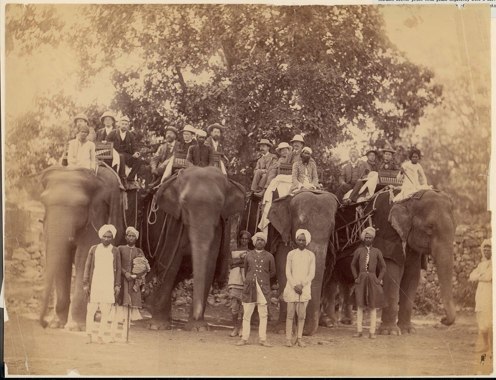 Four Elephants with Western Travellers and Attendants, Jaipur, India by Unknown