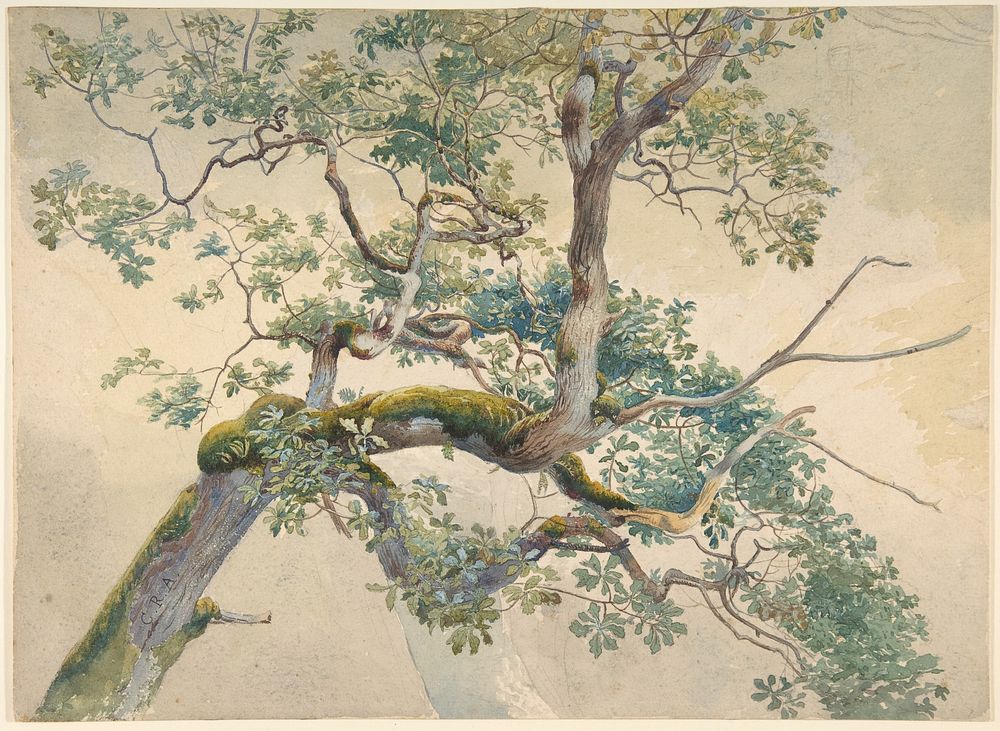 Tree Branches by Charles Reginald Aston (British, Birmingham 1832&ndash;1908 Birmingham)