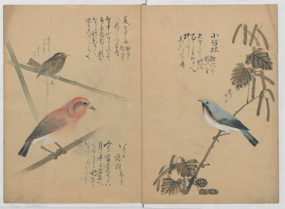 A Compendium of Small Birds