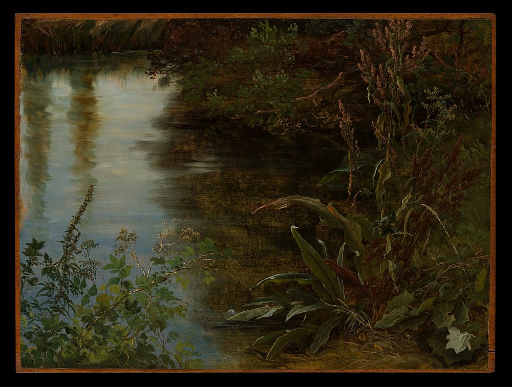 Study of Water and Plants by Thomas Fearnley