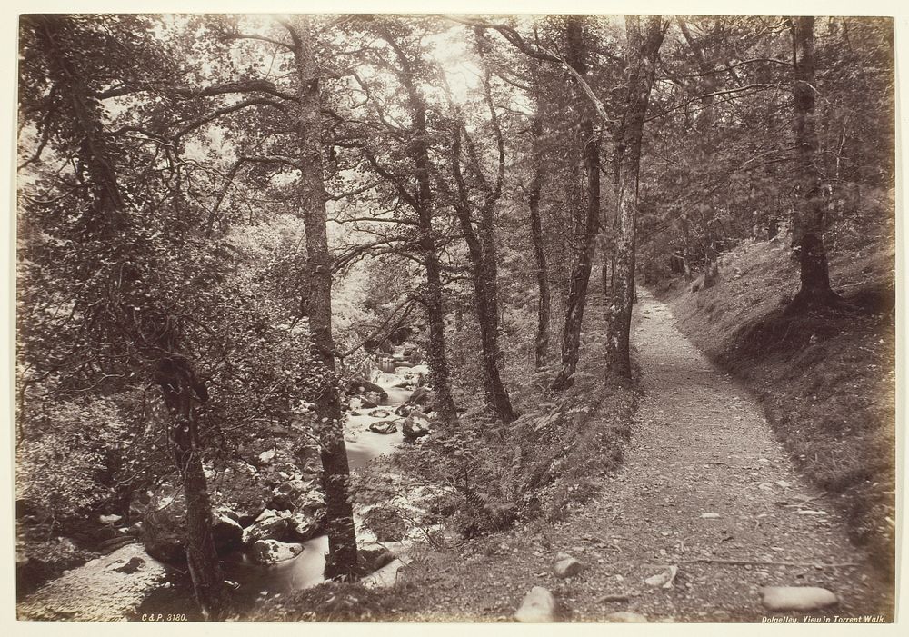 Dolgelley, View in Torrent Walk by Francis Bedford
