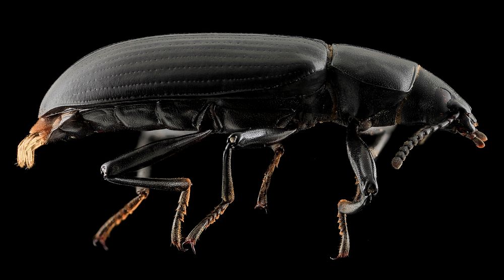 Darkling Beetle, side, Upper Marlboro