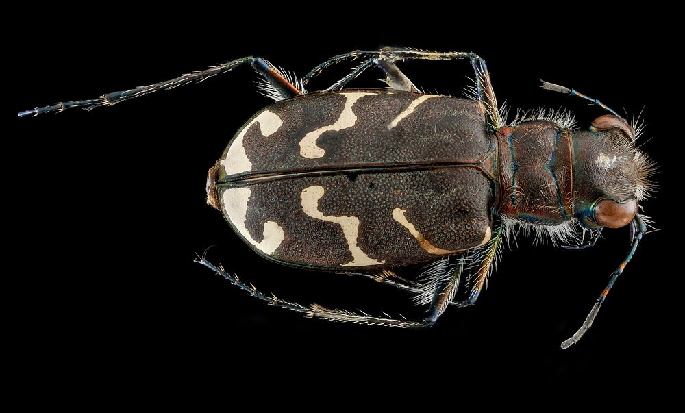 Cicindelidae, U, back, Maryland, Anne Arundel County