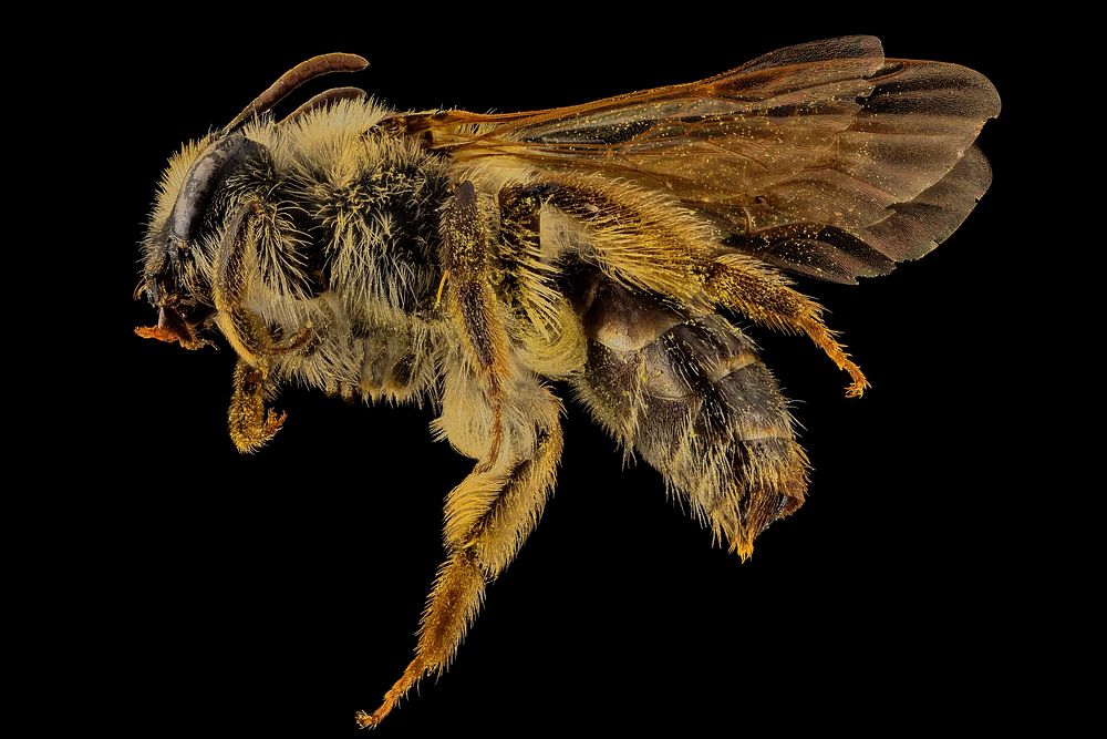 Andrena barbilabis, F, Side, PG Co, MD