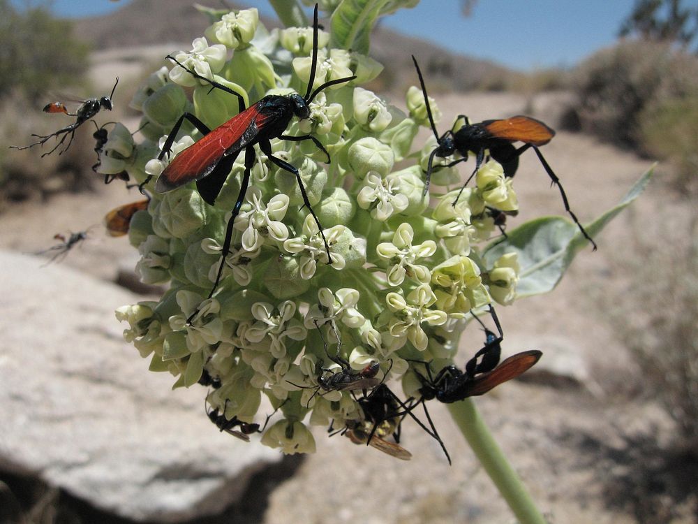 Tarantula hawks (Pepsis sp.) on desert milkweed (Asclepias erosa)
