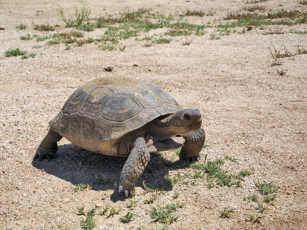 Desert tortoise (Gopherus agassizii) | Free Photo - rawpixel