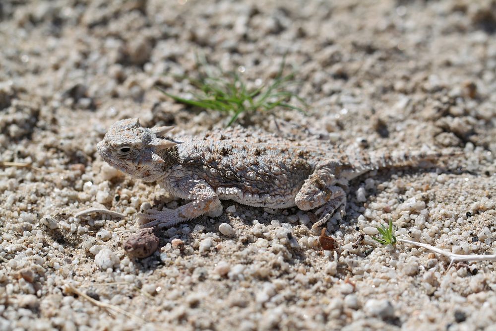 Desert horned lizard (Phrynosoma platyrhinos) near Pinto Wells