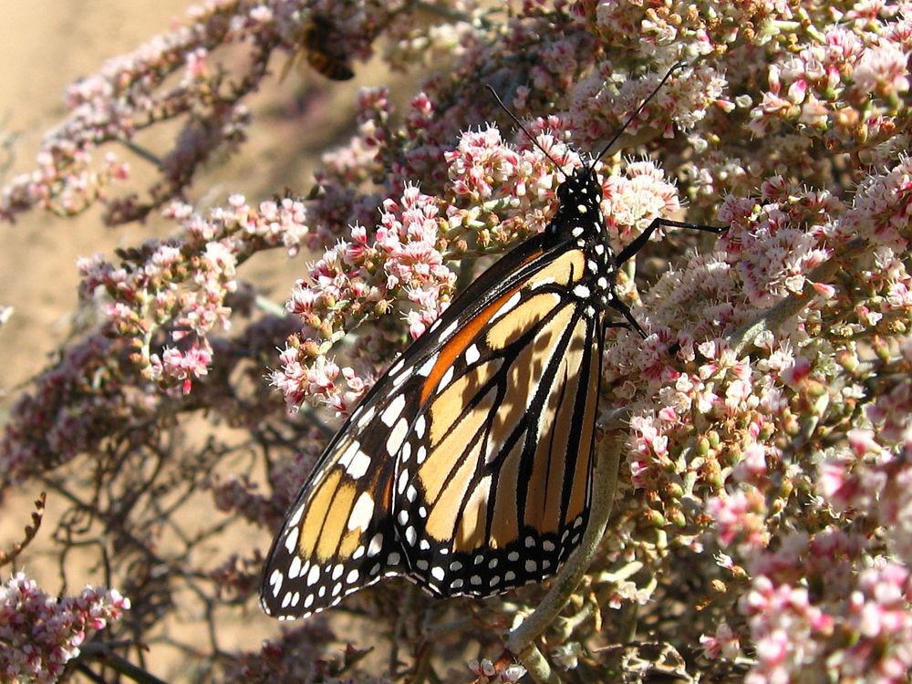 Monarch butterfly (Danaus plexippus) at Covington Flats