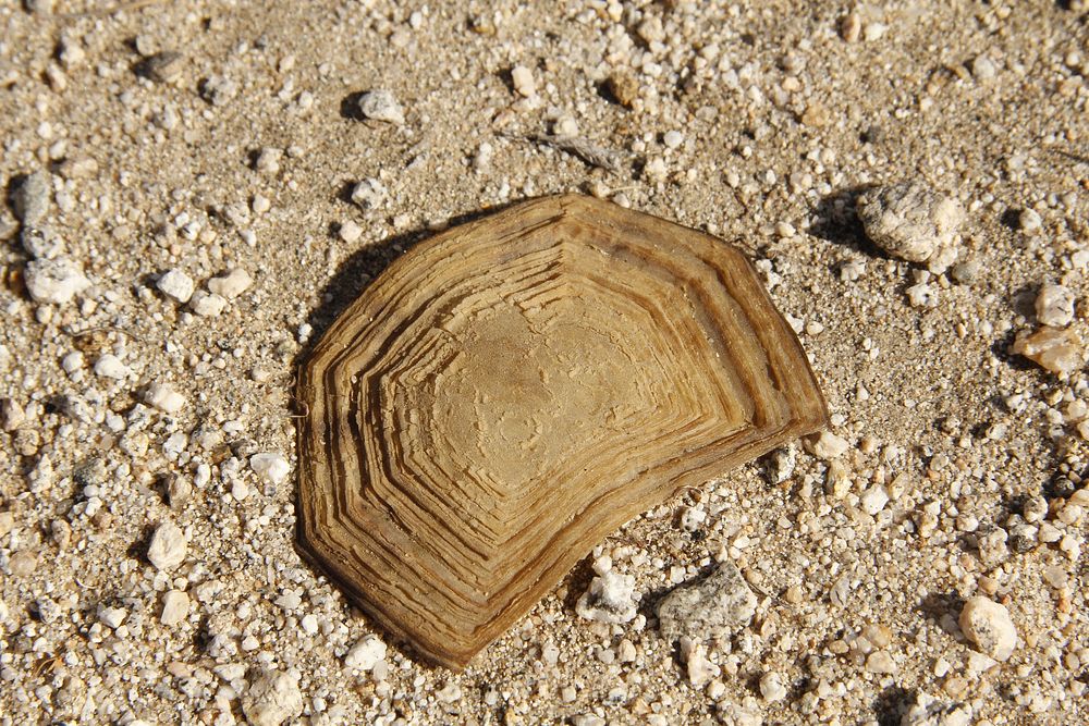 Desert tortoise (Gopherus agassizii) scute