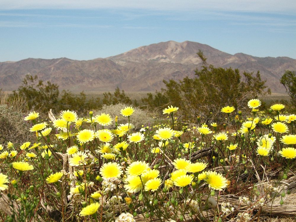 Smooth desert dandelion (Malacothrix glabrata); Pinto Basin