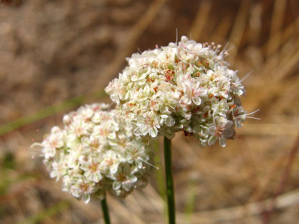 Eastern Mojave buckwheat (Eriogonum fasciculatum); Hidden Valley Trail